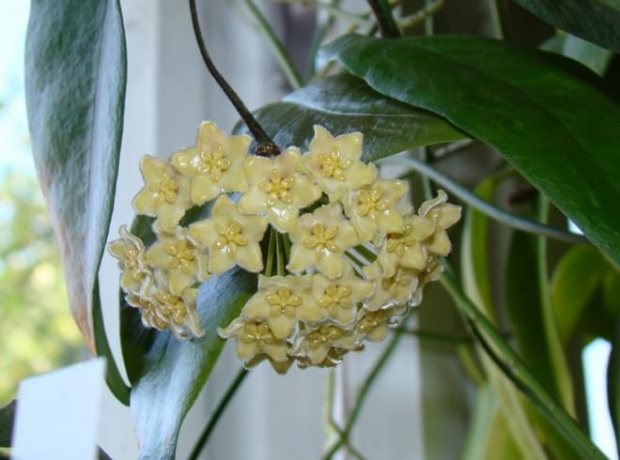 Hoya montana