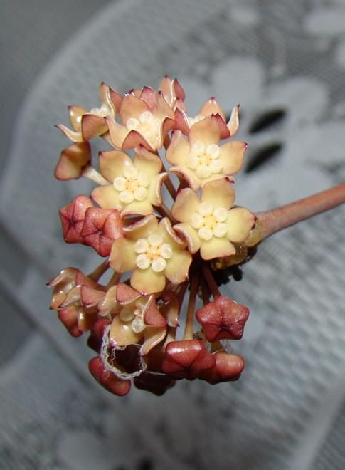 Hoya latifolia