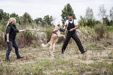 obrona #Avada #hovawart #IPO #IvyEvenHov #pies #sport