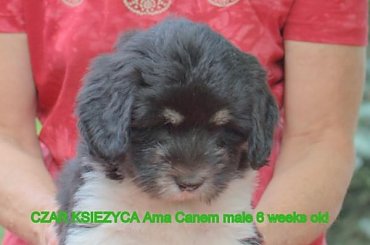 #POn #AmaCanem #PolskiOwczarekNizinny