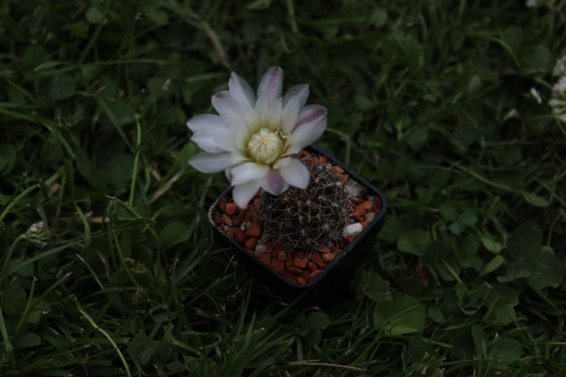 Gymnocalycium taningaense v. lukasiki JPR 92-100/237, Argentina San Jose del Morro to Esquina, San Luis, 900m