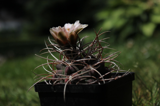 Gymnocalycium guanchinense v. mirandaense STO 83