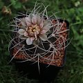 Gymnocalycium guanchinense v. mirandaense STO 83