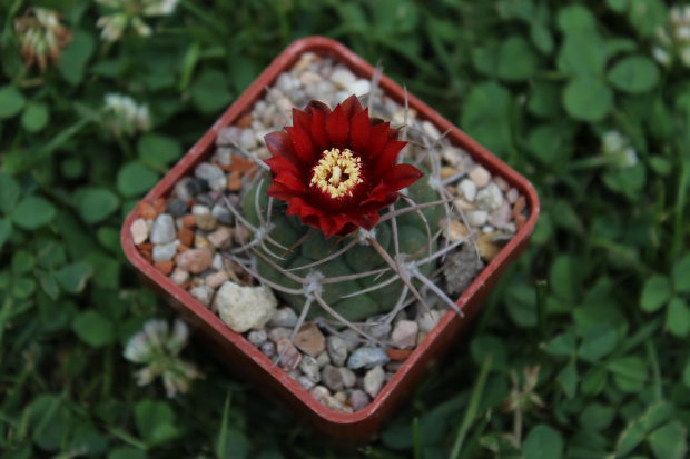 Gymnocalycium tillianum, Sierra Ambato West side, Catamarca, Argentina, 2000m