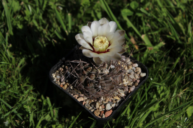 Gymnocalycium striglianum ssp. aeneum GN 90-120/893