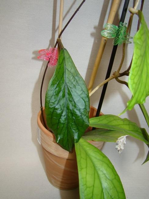 Hoya vittelinoides