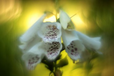 #bokeh #CanonEOS6D #Helios #kwiaty #M42 #makro #przyroda