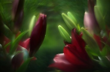 #bokeh #CanonEOS6D #Helios #kwiaty #M42 #makro #przyroda