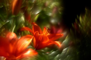 #bokeh #CanonEOS6D #Helios #kwiaty #M42 #makro #przyroda