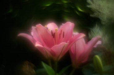 #bokeh #CanonEOS6D #Helios #kwiaty #M42 #makro #przyroda