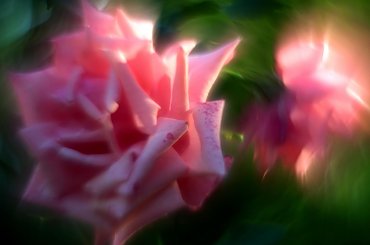 #bokeh #CanonEOS6D #Helios #kwiaty #M42 #makro #przyroda