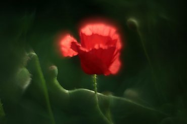 #bokeh #CanonEOS6D #Helios #kwiaty #M42 #makro #przyroda