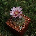 Gymnocalycium ferrari P 136, Estanzia Mazan, La Rioja, Argentina, 1000 m