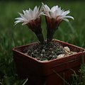 Gymnocalycium erinaceum WP 108/163, Caňada de Rio Pinto, Cordoba, Argentina