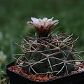 Gymnocalycium catamarcense v. schmidianum LB 1308, Cuesta de Zapata, Catamarca, Argentina 1620m