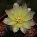 Gymnocalycium denudatum