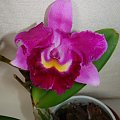 Blc hybryda