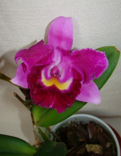 Blc hybryda