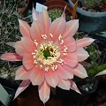 Echinopsis Hybride 2000-11