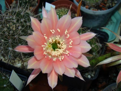 Echinopsis Hybride 2000-11