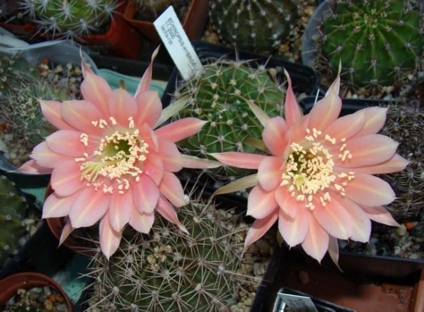 Echinopsis Hybride 2000-11