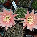 Echinopsis Hybride 2000-11