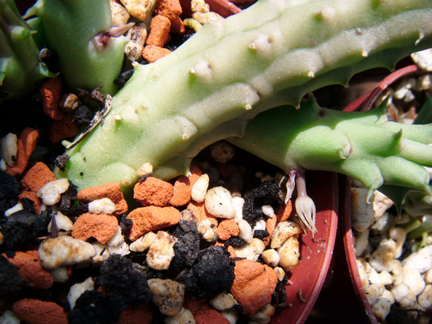 Huernia