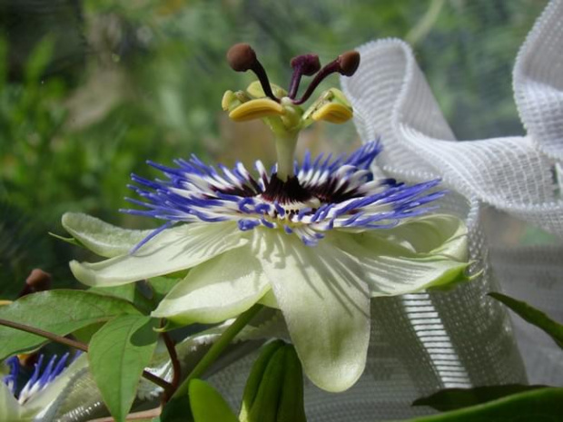 Passiflora coerulea