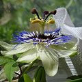 Passiflora coerulea