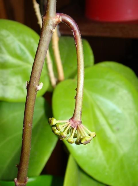 Hoya surigaoensis