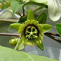 Passiflora coriacea