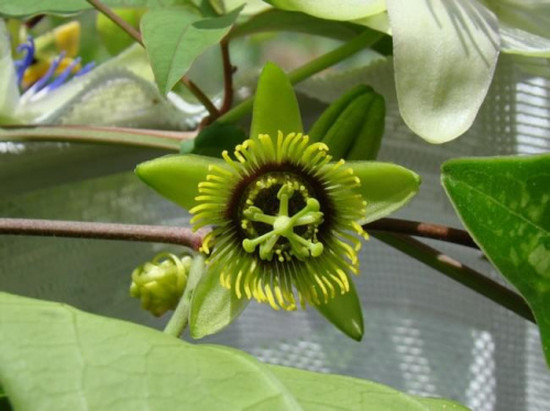 Passiflora coriacea