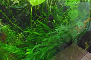 Akwarium na wodzie demineralizowanej #akwarium #rośliny