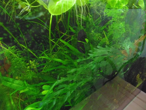 Akwarium na wodzie demineralizowanej #akwarium #rośliny