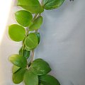 Hoya verticillata Green Flowers