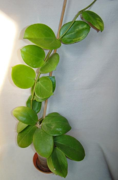 Hoya verticillata Green Flowers