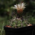 Gymnocalycium mostii v. genseri P 380, Sierra Tulumba alt. 1000 m, p. Cordoba, Argentina