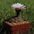 Gymnocalycium riojense