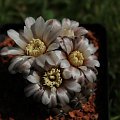 Gymnocalycium stellatum VS 140