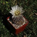 Gymnocalycium borthii MT 0715/1, Los Duraznitos, San Luis, Argentina