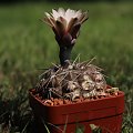 Gymnocalycium spec KL 008, Argentina., Cordoba, před Alpa Corral, 858m