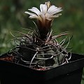 Gymnocalycium hossei