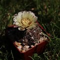 Gymnocalycium altagraciense STO 223