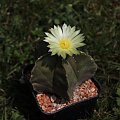 Astrophytum myriostigma Nudum