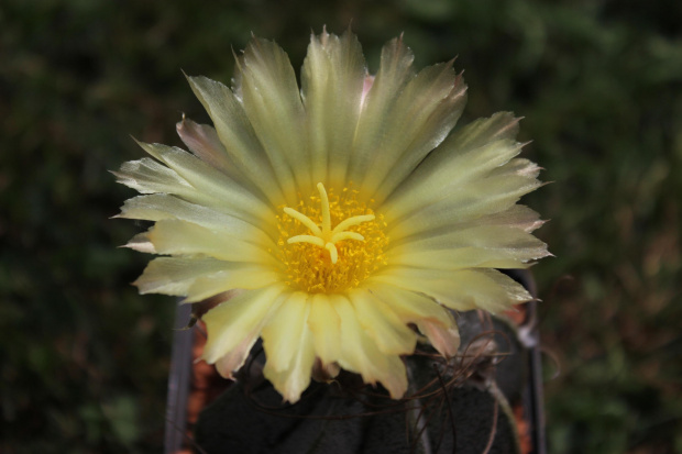 Astrophytum capricorne