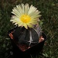 Astrophytum capricorne