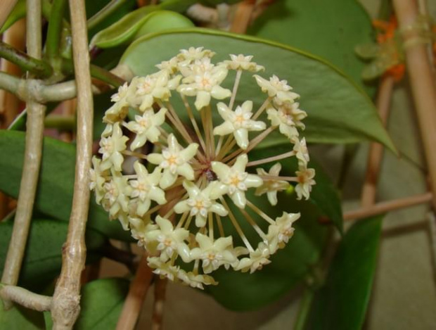 Hoya merillii