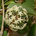 Hoya merillii