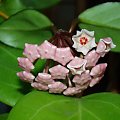 Hoya carnosa