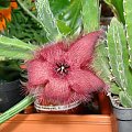 Stapelia